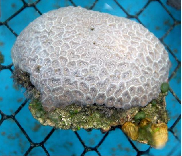La amoxicilina ayuda a curar corales con enfermedad que destruye el tejido coralino, según estudio