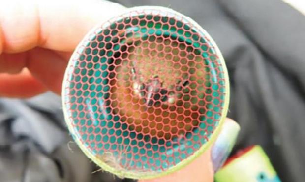 Son apetecidos para concursos de canto: Hombre es capturado cuando llevaba ocultos 35 pinzones de Guyana