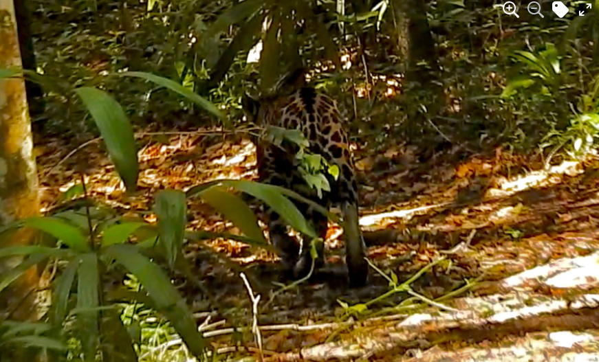 Nervios de acero: ambientalista se encuentra con un jaguar en Petén y cuenta cómo logró fotografiarlo