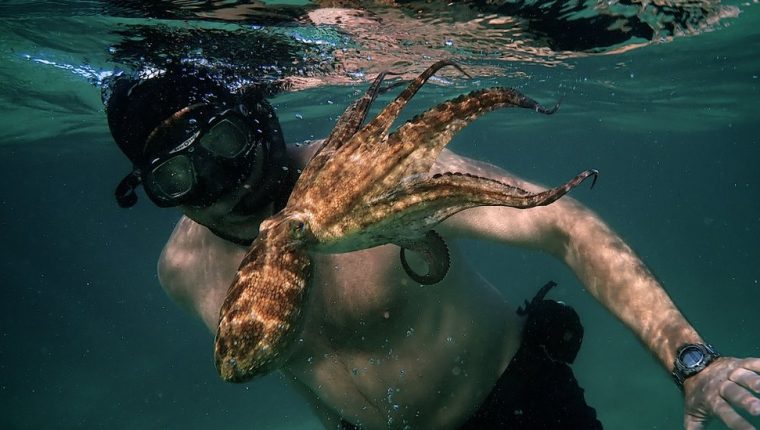 “My Octopus Teacher”: 5 características fascinantes de los pulpos que muestra el documental nominado al Oscar