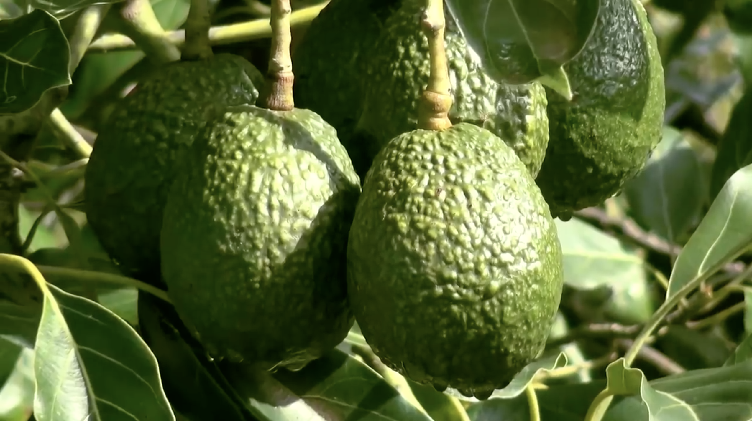 Agexport realiza el Primer Congreso Nacional de Aguacate