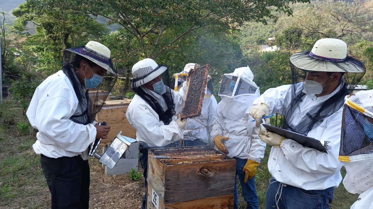 Mejoramiento genético de abejas