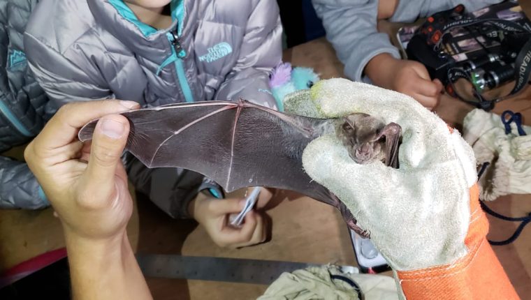 Video: Tik Toker se come un murciélago para hacerse viral y enferma de gravedad
