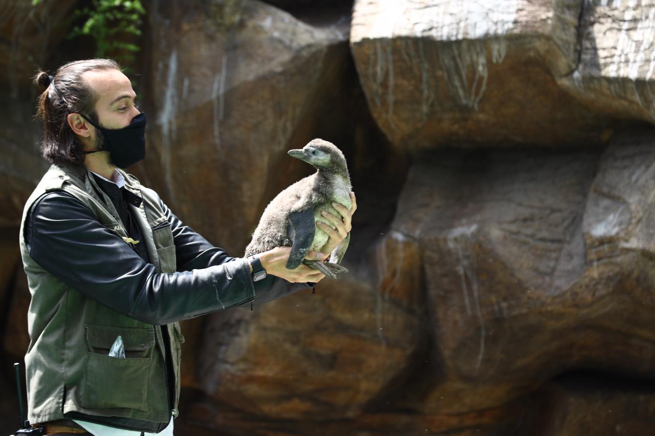 Primer pinguino que nace en cautiverio