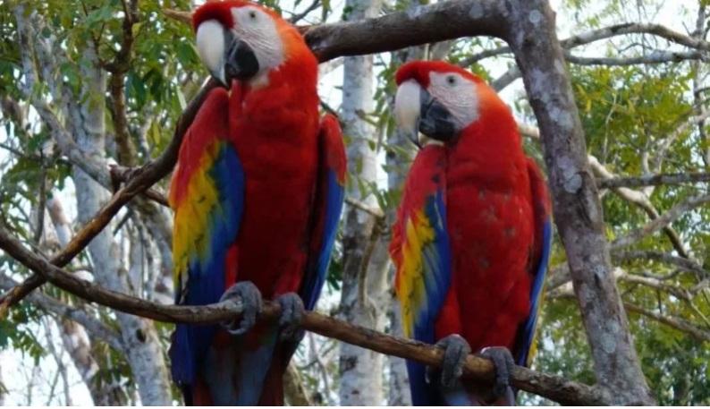 Belice y Guatemala buscan detener la venta ilegal del guacamayo rojo