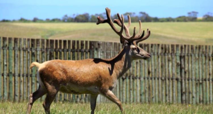“Desnudo y con una mochila en la espalda” huía uno de los dos hombres, luego de ser asustados por un ciervo