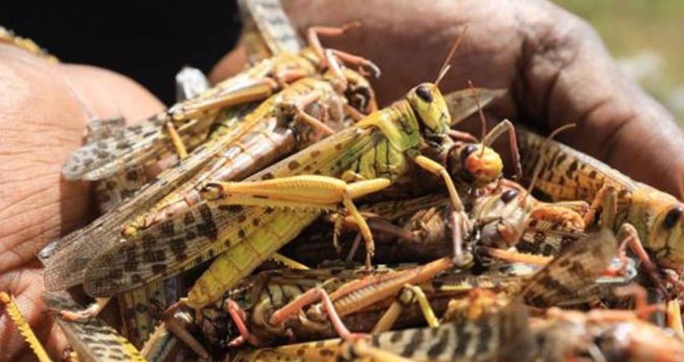 Científicos investigan la fabricación de harinas con insectos comestibles