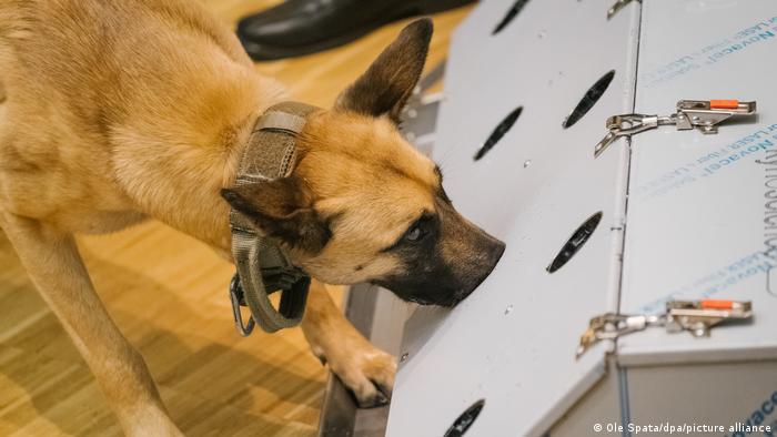 Estudio: los perros pueden detectar el coronavirus en orina, sudor y saliva