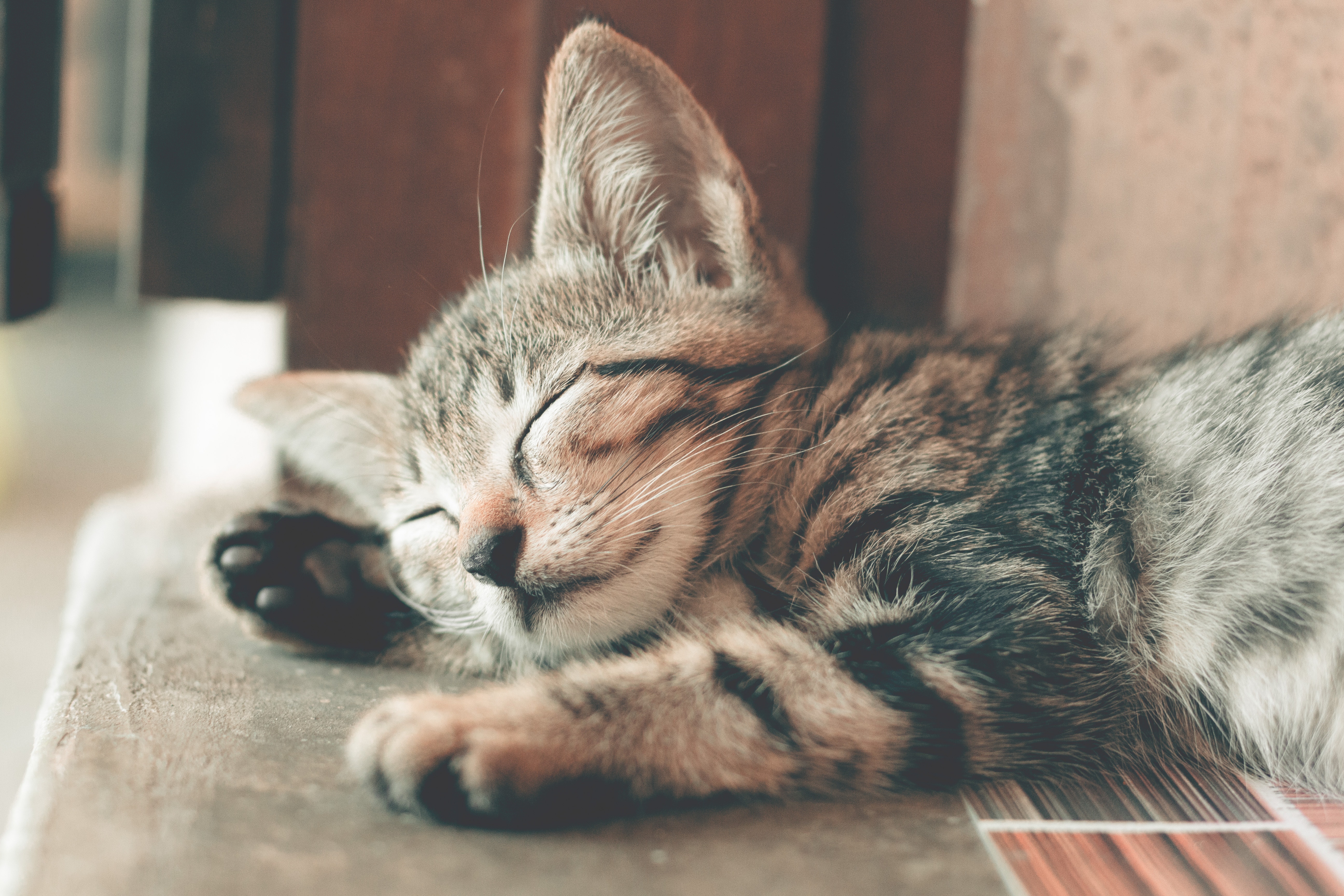 Día Internacional del gato, una fecha para hacerlos más felices