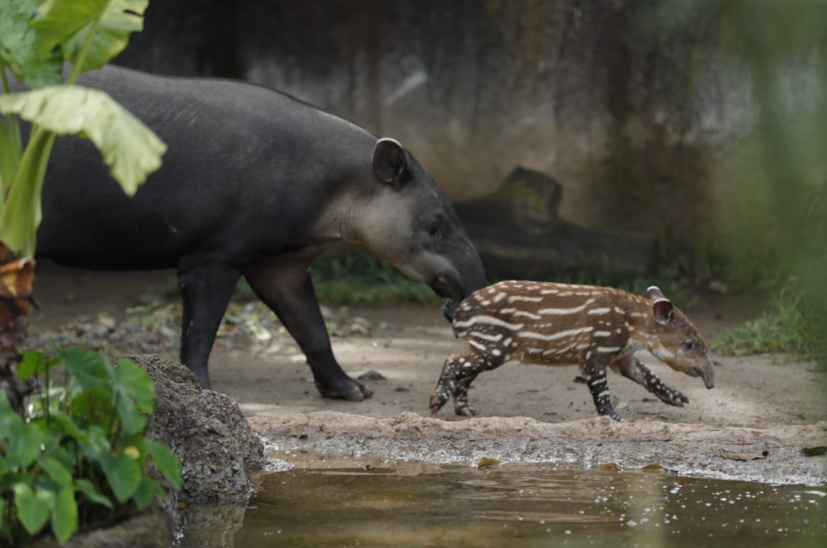 Presentan al primer tapir que nace bajo resguardo del Zoológico La Aurora