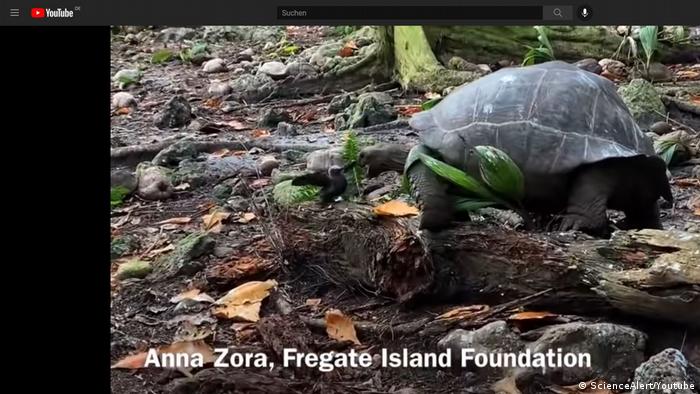 Captan el inédito momento en el que una tortuga gigante ataca y se come un polluelo