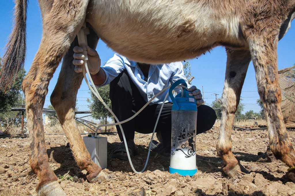 Jabón de leche de burra: el producto de belleza que provocó burlas en Jordania y ahora es un éxito