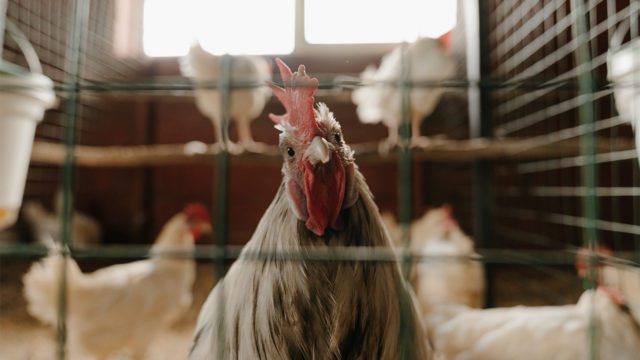 El ADN de gallina, el secreto para detener los contagios de covid-19
