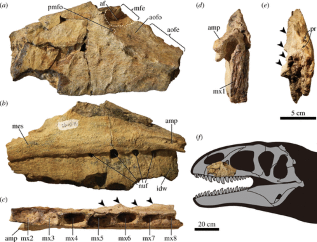 Descubren dinosaurio con dientes de tiburón, un depredador más aterrador que el T-Rex