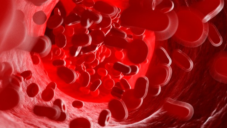 Qué es el glicocálix, el poco conocido pero trascendental órgano que está en todo nuestro cuerpo