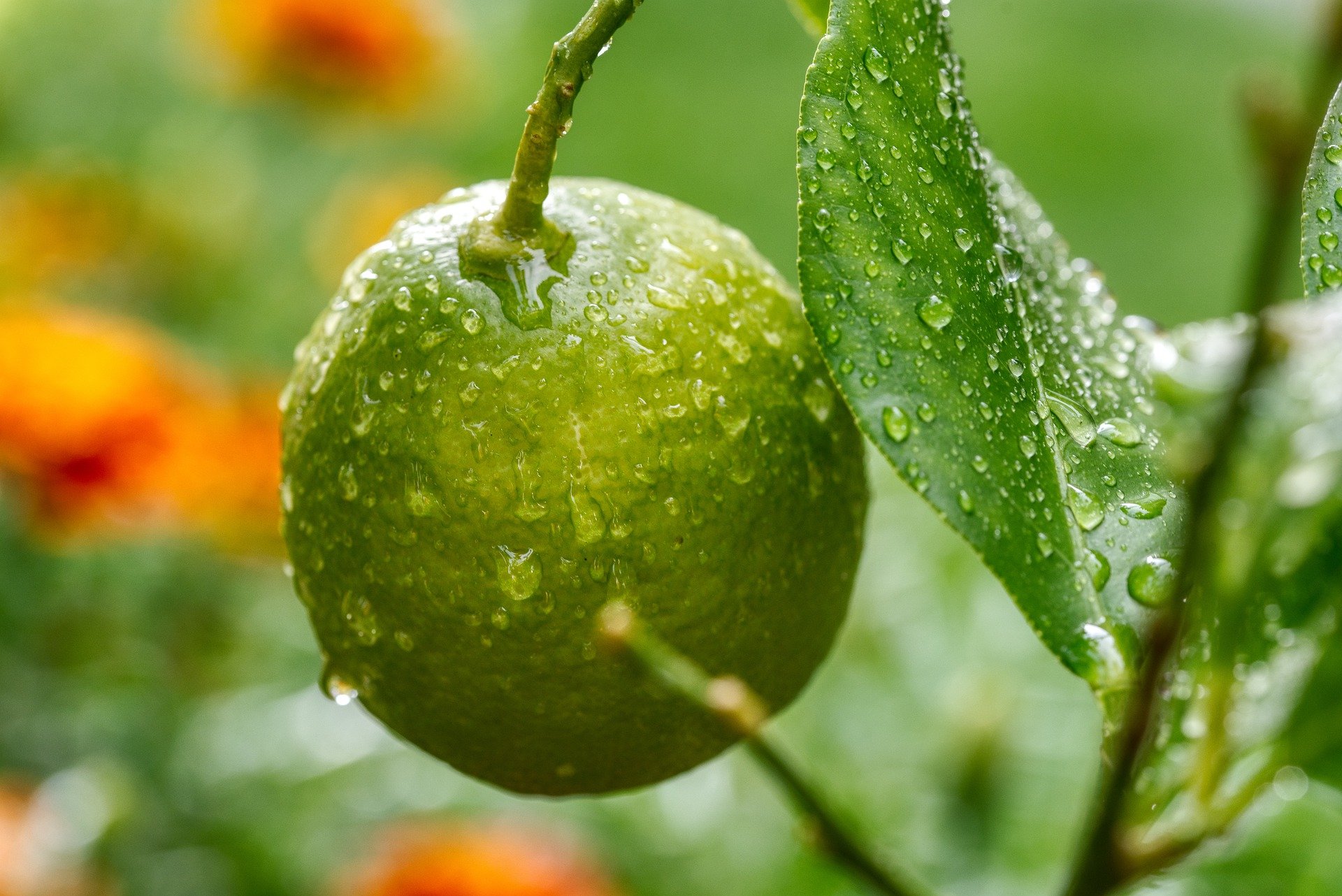 Conozca los beneficios del limón (y qué pasa si se consume en ayunas)
