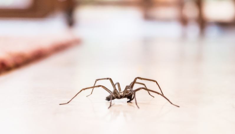 Una lluvia de arañas invade un pequeño pueblo en Bali