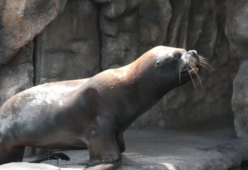 La pareja de leones marinos Mitch y Kira son la nueva atracción del Zoológico La Aurora