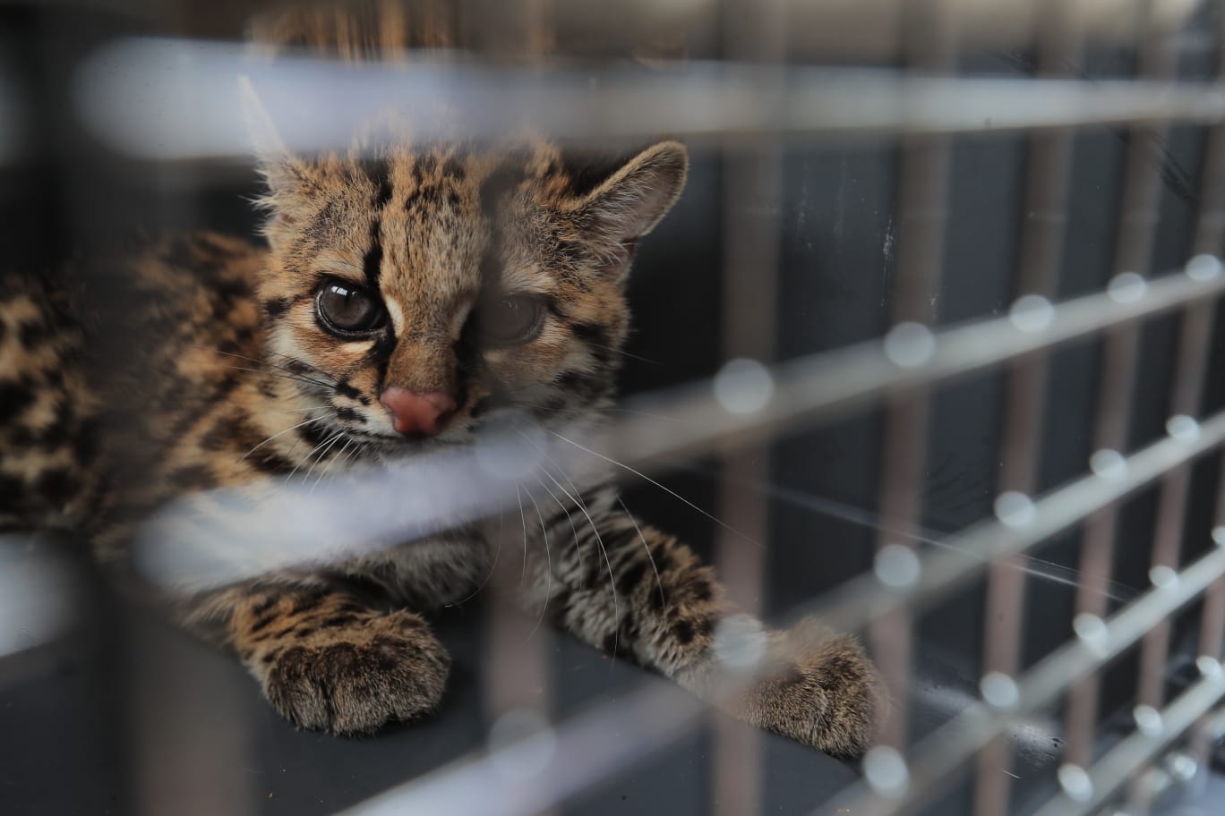 Un joven rescata un cachorro de tigrillo que se vendía para disecarlo