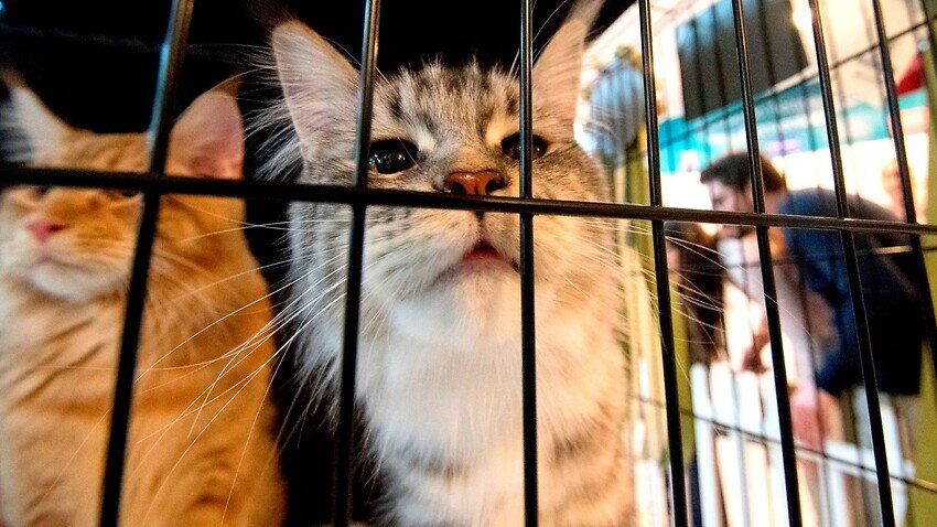 El extraño caso de cómo unos gatos ayudaron a vecinos a rescatar a una niña recién nacida de una alcantarilla