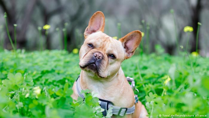 Perros ¿son recorosos y reaccionan a la desigualdad?