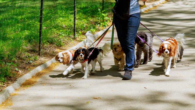 Capturan en España a hombre que mataba a los perros dándoles carne con alfileres