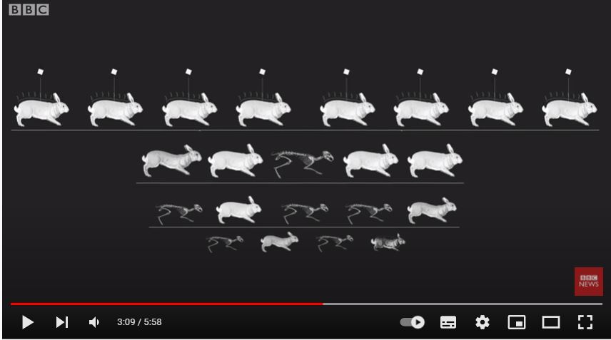 La revolucionaria teoría de la evolución de Darwin (y cómo cambió para siempre nuestra comprensión del mundo)