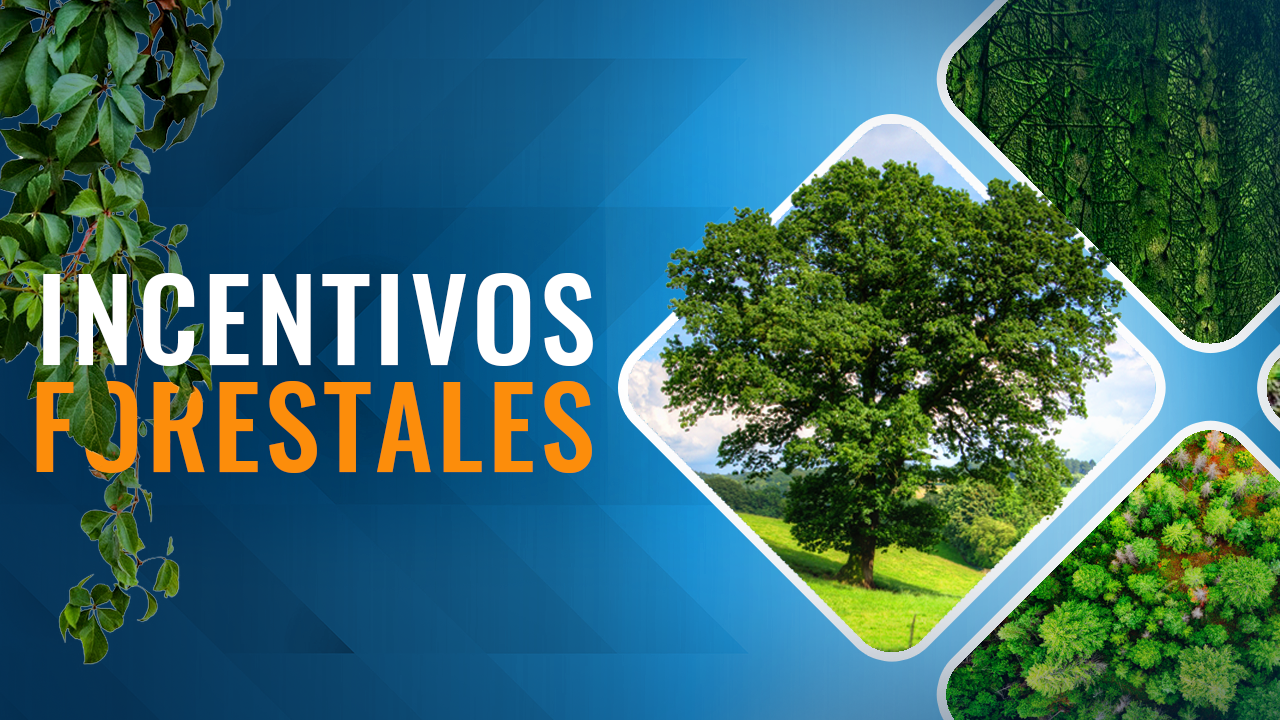 [Viva La Noticia] Proyecto de incentivos forestales