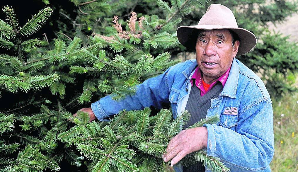¿Dónde puede comprar un pinabete legal? Aquí le indicamos los puntos donde está la Feria del Pinabete