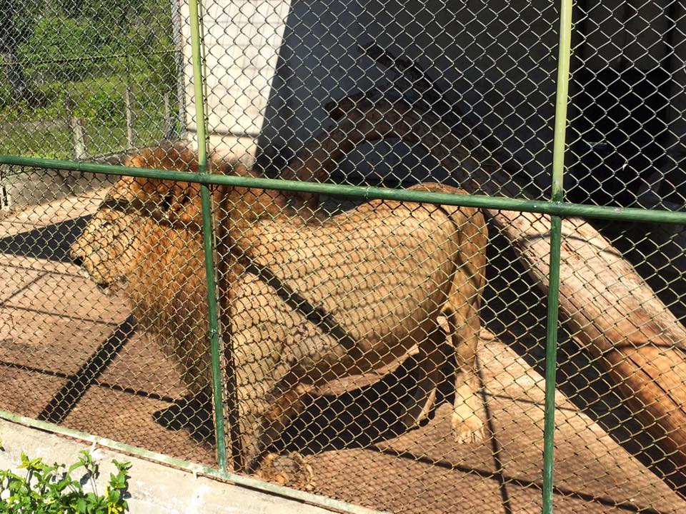 León sacrificado en Petén: instituciones revelan más detalles del felino que mató a su cuidador