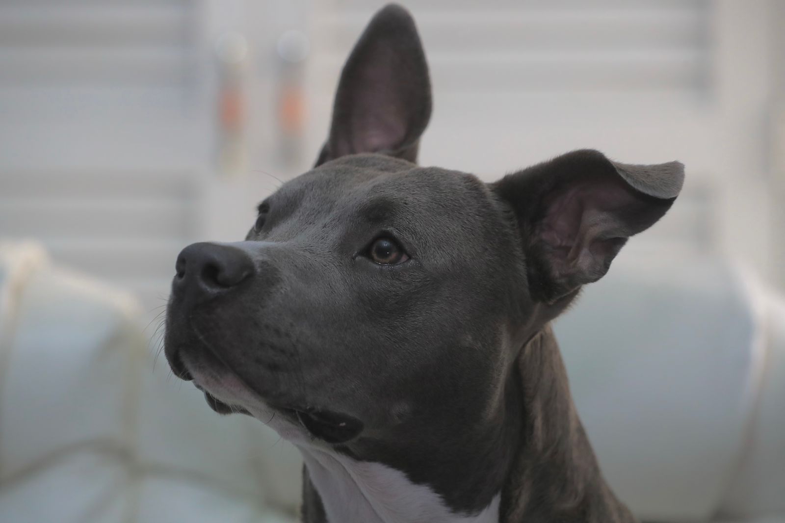 Conozca las sanciones que puede recibir si decide cortarle la cola y orejas a su perro