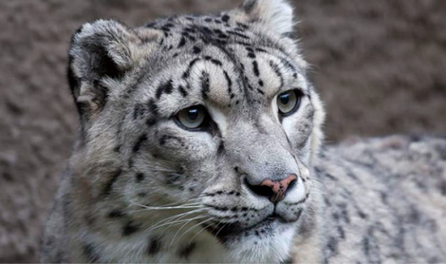 Leopardos mueren en zoológico de Estados Unidos; tenían covid-19