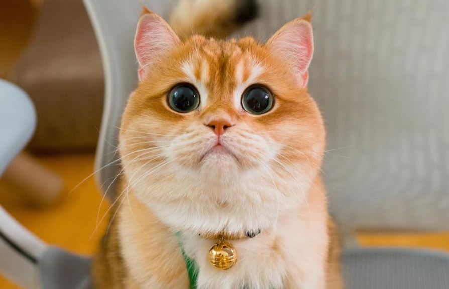 Él es Pisco, el gato que arrasa en Instagram por su parecido con el Gato con Botas de Shrek