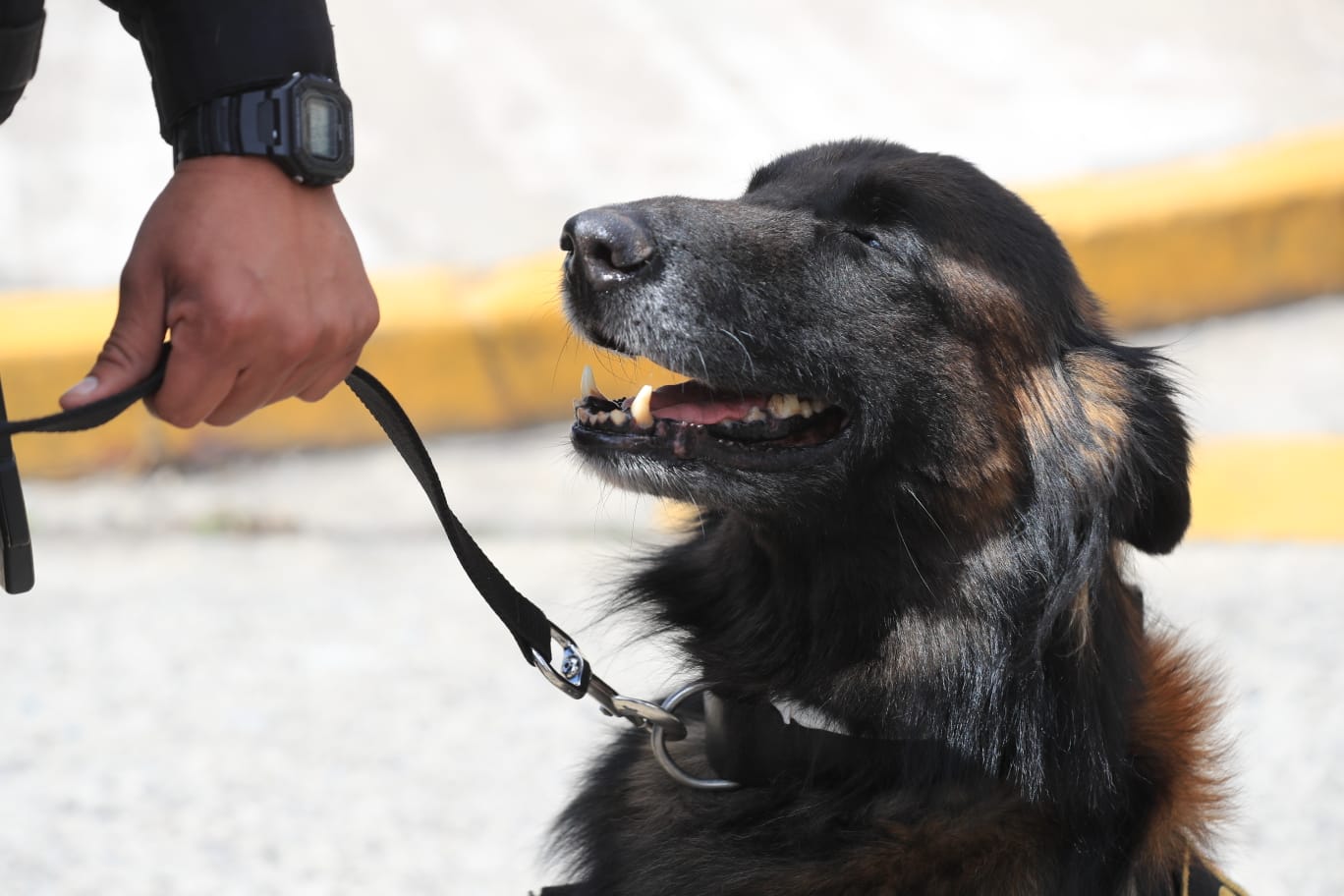 El Catrín se jubila junto a otros once K-9 después de luchar 10 años contra el crimen