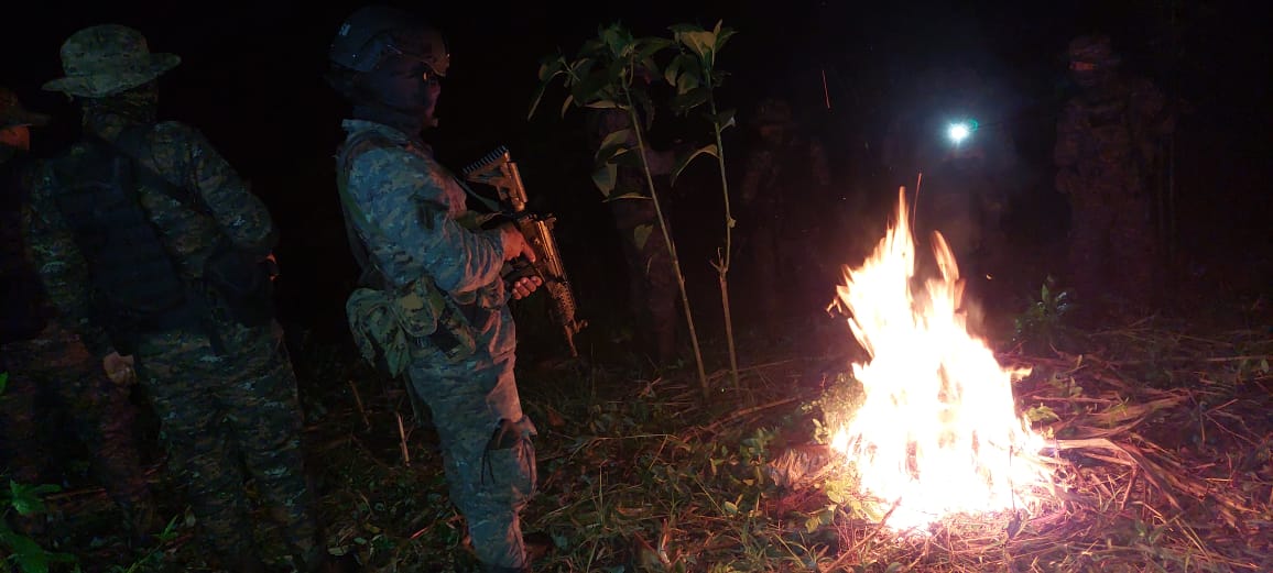 Destruyen casi 18.000 plantas de coca en Guatemala