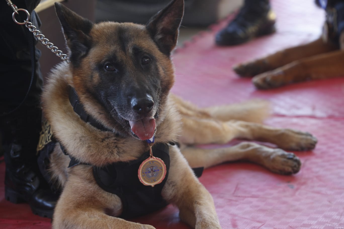 Perros policías: la importante suma de kilos de droga que han ayudado a incautar los K-9 en Guatemala