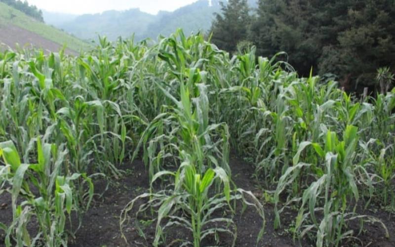 Clima en Guatemala: Alertan que heladas y lluvias por frentes fríos afectarán cultivos (bajas temperaturas continuarán)