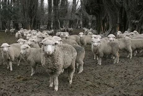 La peculiar denuncia de un granjero contra policías que querían darse un festín con una de sus ovejas
