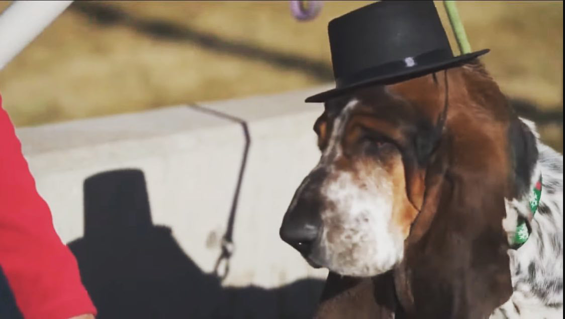 El alcalde Murdoch: perro es elegido en este puesto y tiene una misión especial