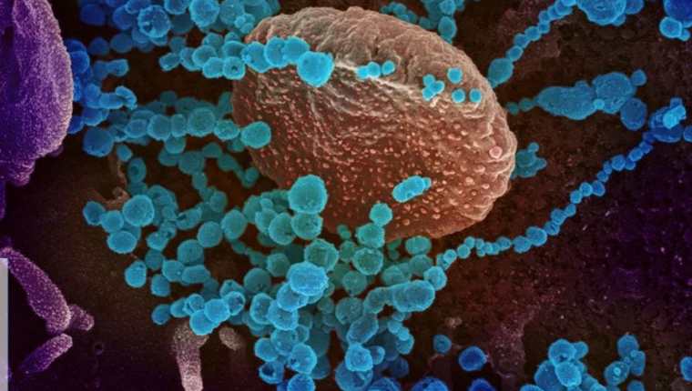 Riesgo de reinfectarse de covid-19 con ómicron es 16 veces más alto que con Delta, revela estudio