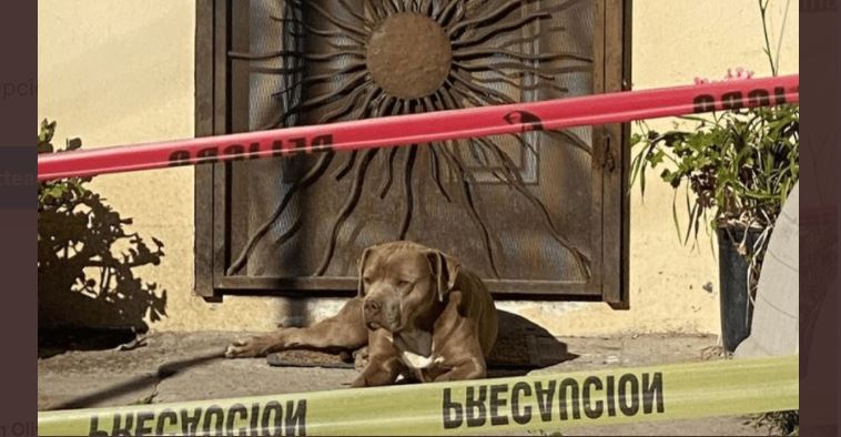 Crimen contra periodista mexicana: la conmovedora imagen del “Chato”, el perro que aún espera la llegada de su dueña