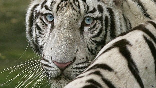 Fuerzas de seguridad matan a un tigre blanco ante temor de que atacara a personas en Querétaro, México