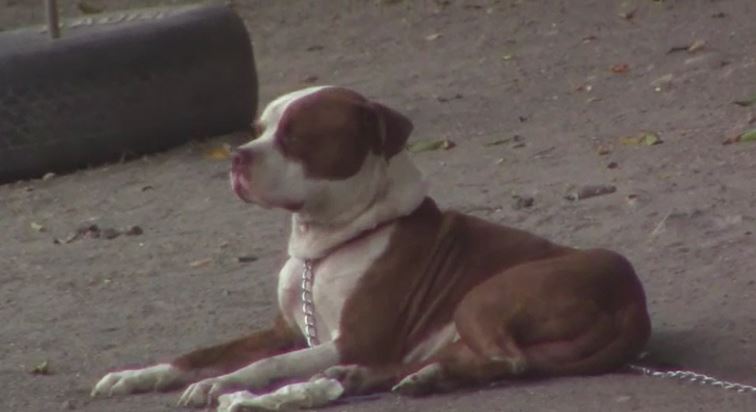 Los videos del momento en que fue atrapado el perro pitbull que atacó a la rescatista Gina Morataya