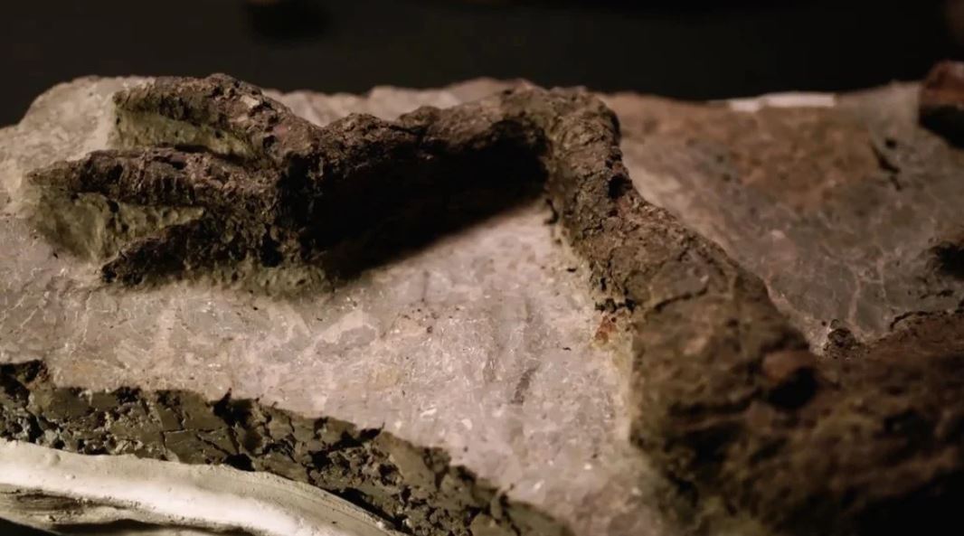 El increíble hallazgo del “primer fósil de dinosaurio vinculado al asteroide que causó su extincion”
