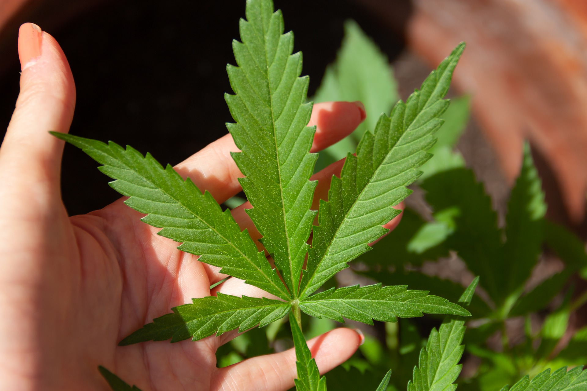Fotografía de marihuana