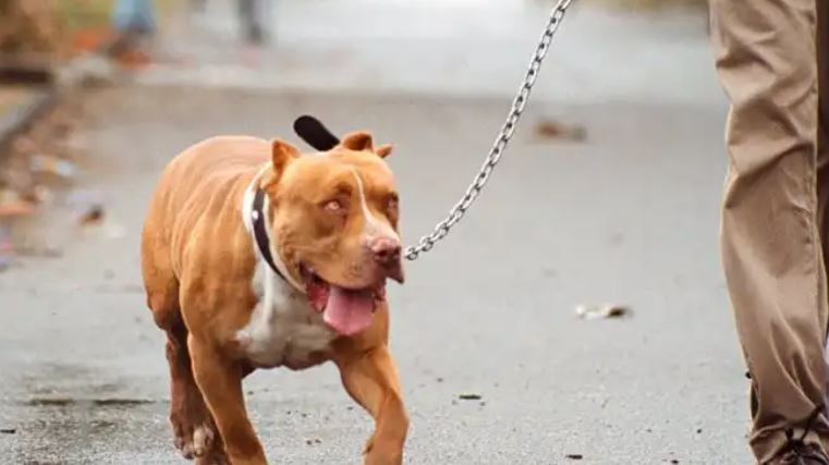 PERROS PITBULL