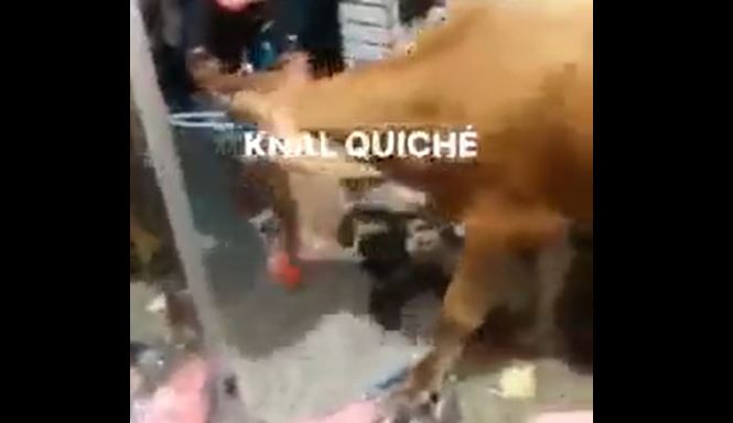 Video: Así irrumpió un toro en un negocio de ropa en Quiché