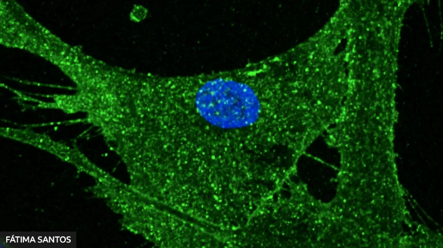 Científicos logran rejuvenecer 30 años las células de la piel de una mujer con la tecnología de la oveja Dolly