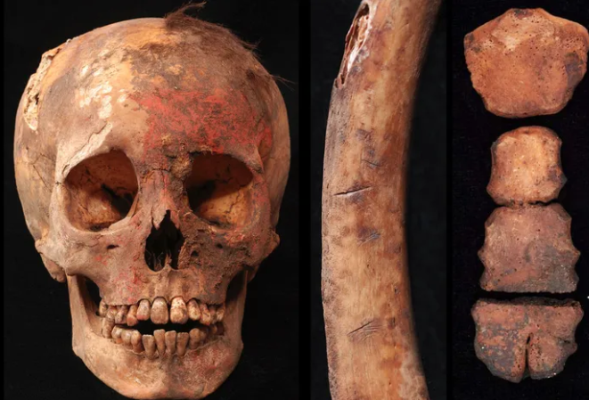 Fotografía de partes de un esqueleto