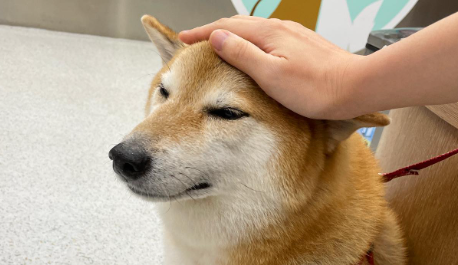 Foto del perrito Cheems